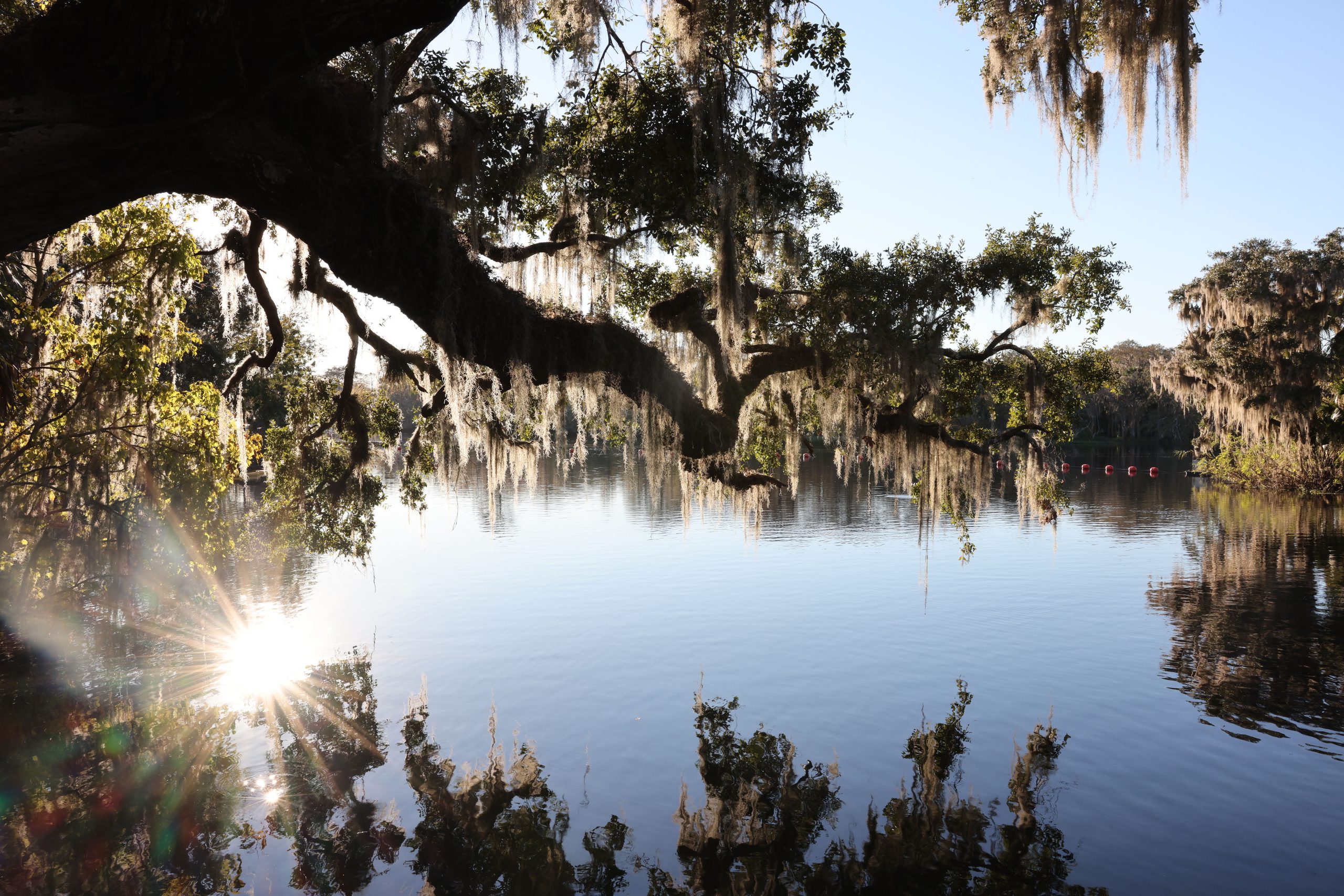 Spanish moss on trees at Blue Spring State Park near Orange City